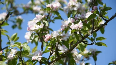 Apple tree Stock Footage 88744512