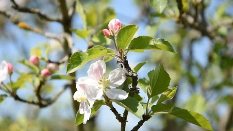 Apple tree Stock Footage 88745940