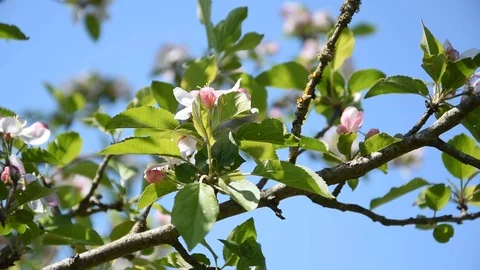Apple tree Stock Footage 88747867