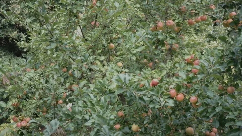 Apple tree Stock-Footage 95431914