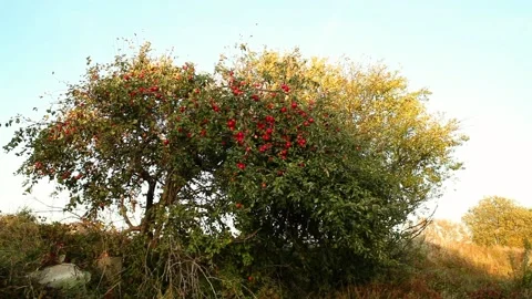 Apple tree Video stock 96317795
