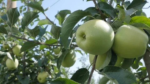 Apple Tree Stock Footage 98122981