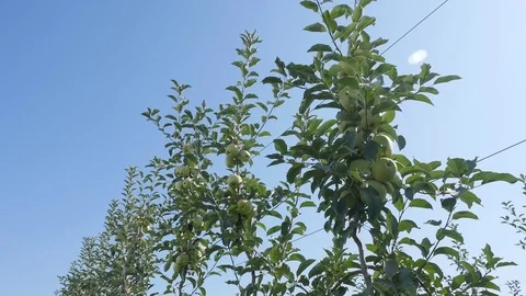 Apple Tree Stock Footage 98123012