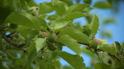 Apple tree Stock Footage