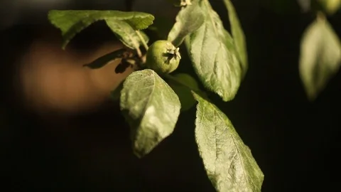 Apple tree Stock Footage 101026968