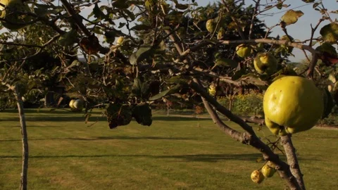 Apple on tree Stock-Footage 101683478