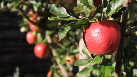 Apple on a tree Stock Footage 103057763