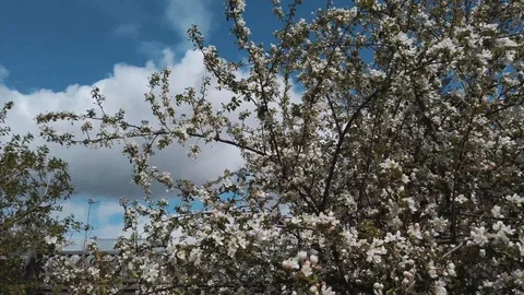 Apple tree Video stock 108716425