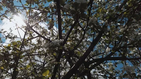 Apple tree Video stock 108736135