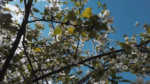 Apple tree Video stock 108736150