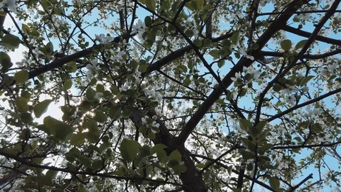 Apple tree Video stock 108736242