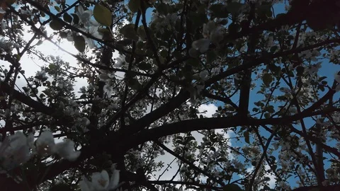 Apple tree Video stock 108736254