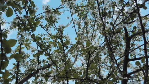 Apple tree Video stock 108736324