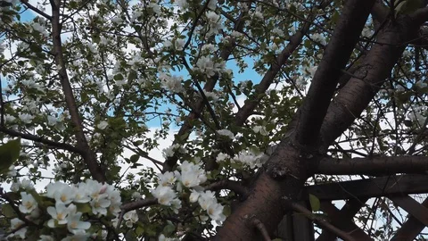 Apple tree Video stock 108736329