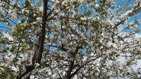 Apple tree Video stock 108736476