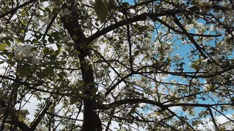 Apple tree Video stock 108736493