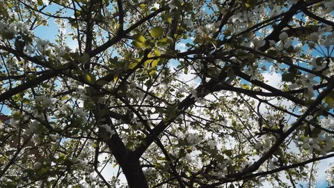 Apple tree Video stock 108736533