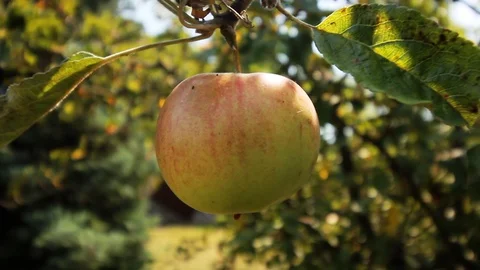 An Apple On A Tree Video stock 113101994
