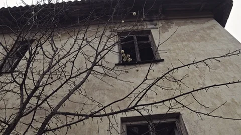 Apple tree Stock Footage 121853704