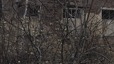 Apple tree Stock Footage 121853905