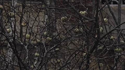 Apple tree Stock Footage 121854163