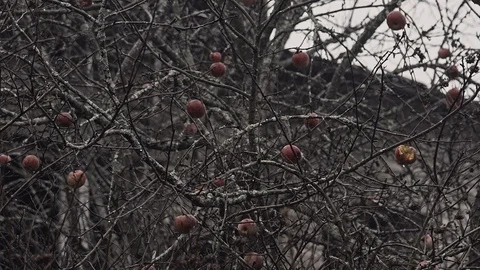 Apple tree Stock Footage 121854574