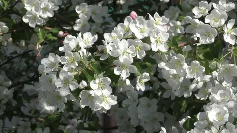 Apple tree Stock Footage 131030690