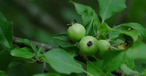 Apple tree Stock Footage 132346848