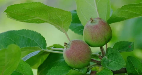 Apple tree Stock Footage 132361791