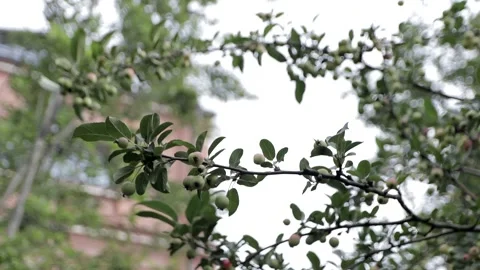 Apple tree Stock Footage 146077273