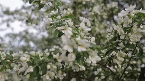 Apple tree Stock Footage 146574176