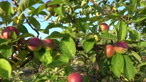 Apple Tree Video stock 148138544