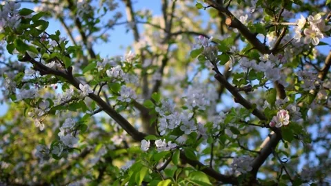 Apple tree Video stock 154304711