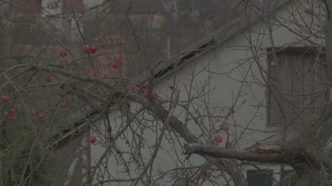 Apple on a tree Stock Footage 165421951