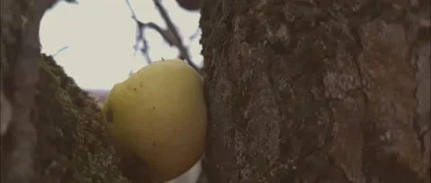 Apple on the tree Stock Footage 186241490