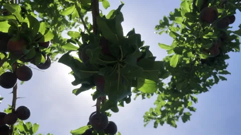 Apple on a tree Stock Footage 202879385