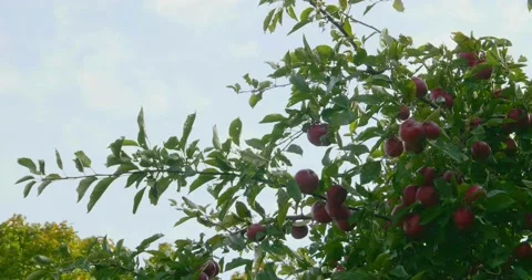 Apple Tree Stock Footage 218043975
