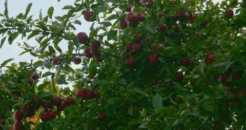Apple Tree  Stock Footage 218044622