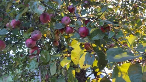 Apple tree. Stock Footage 218602672