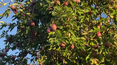 Apple tree Stock Footage 225906003