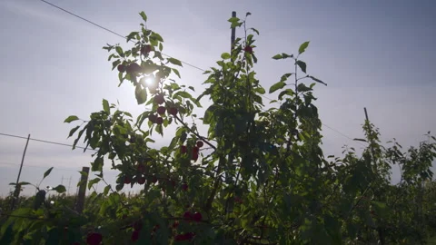 Apple Tree Stock Footage 265503448
