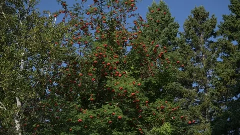 Apple tree Stock Footage 297794829