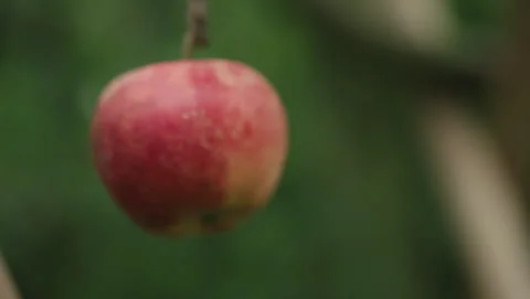 Apple on a tree 库存影片 318179461
