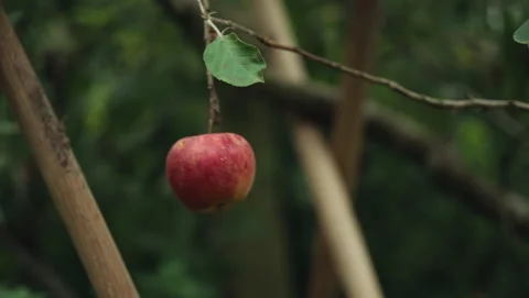 Apple on a tree 库存影片 318179464