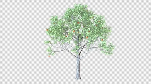 Apple tree Stock Footage 320729451