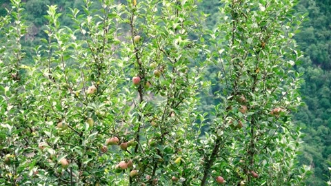 Apple Tree with Fresh Green Apples Growing in Orchard Stock Footage 316892079