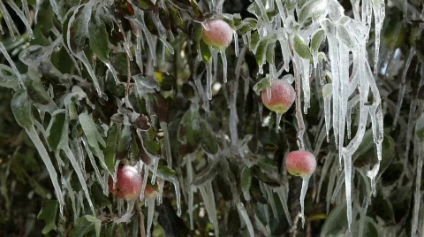 Apple tree frozen HD  Stock Footage 527643