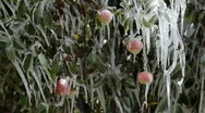 Apple Tree Frozen Hd  Stock Footage