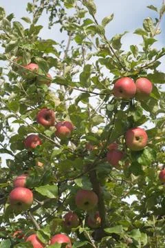 Apple tree with fruit Stock Photos