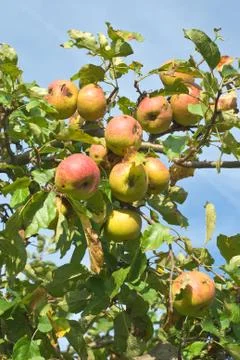 Apple tree with fruit Stock Photos